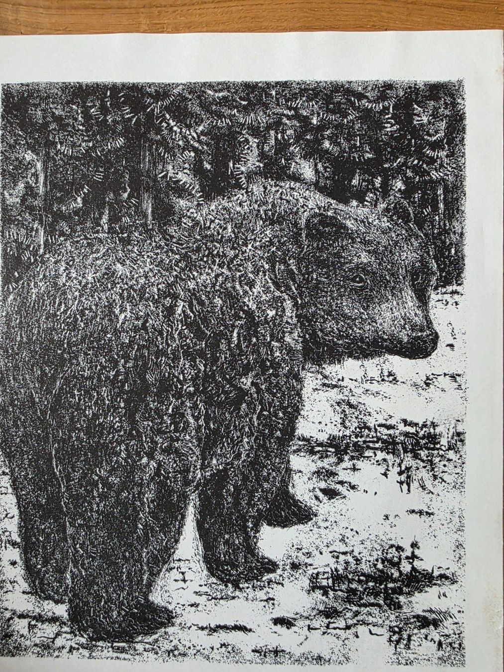 Grafica & Litografie: Lithografie Bild Bär - P. Bergmann handsigniert – Usato da Walterswil BE venduto da Lonitti 1