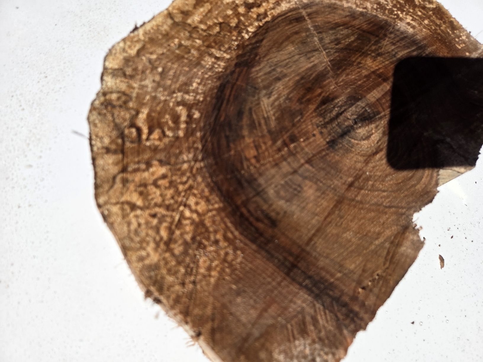 Articoli in legno: Nussbaum Baumscheibe / Holzscheibe rustikal – ca. 28 cm – Nuovo e nell'imballaggio originale da Muttenz venduto da Candro99 1