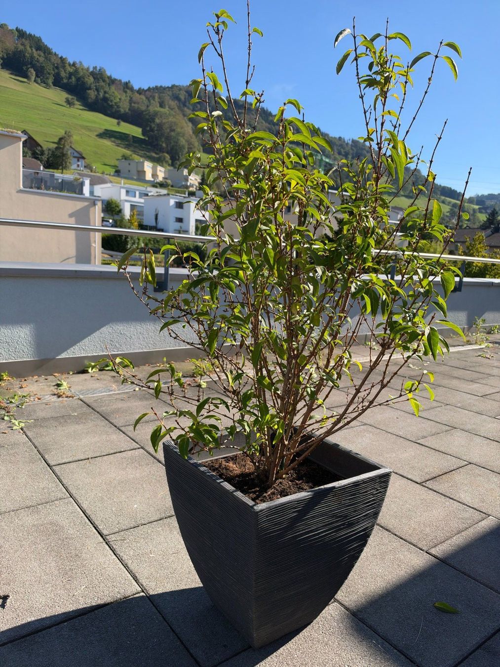 Piante & sementi: Grüne Forsythie – Usato da Root venduto da calmchris