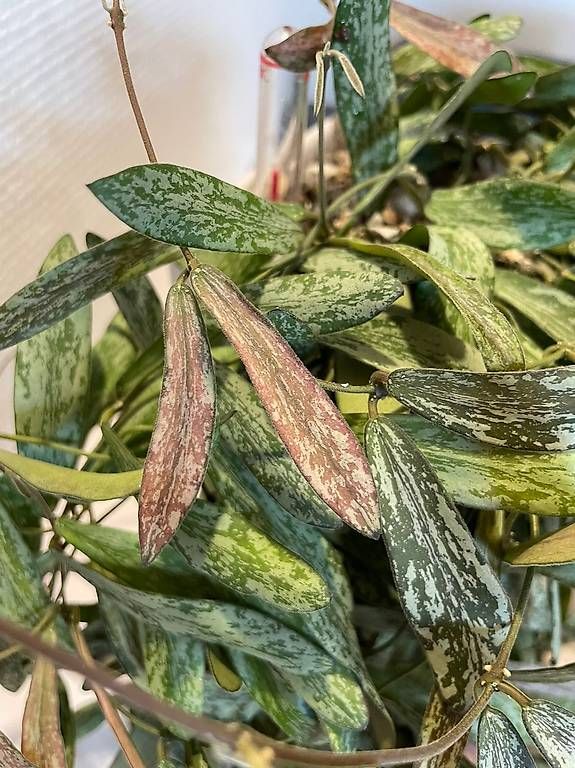 Pflanzen & Samen: Hoya sigillatis in Semihydro – Neu (gemäss Beschreibung) aus Bühler von googelibear 4