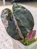 Anthurium "Hot Barbie" Pink Variegata
