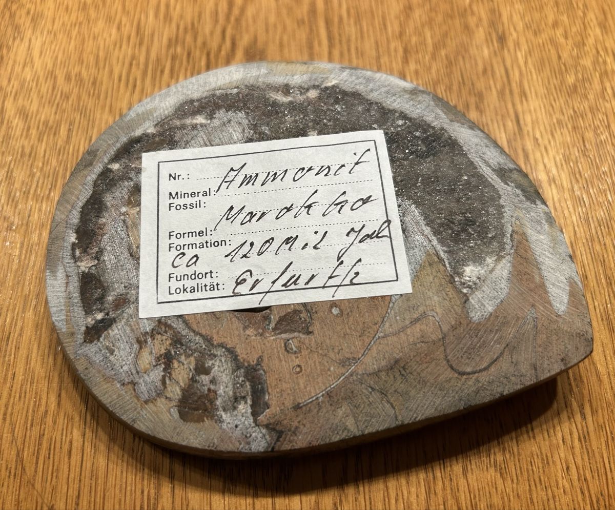 Fossili: Ammonit Fossil – Usato da Lengnau AG venduto da m5f1r9 3