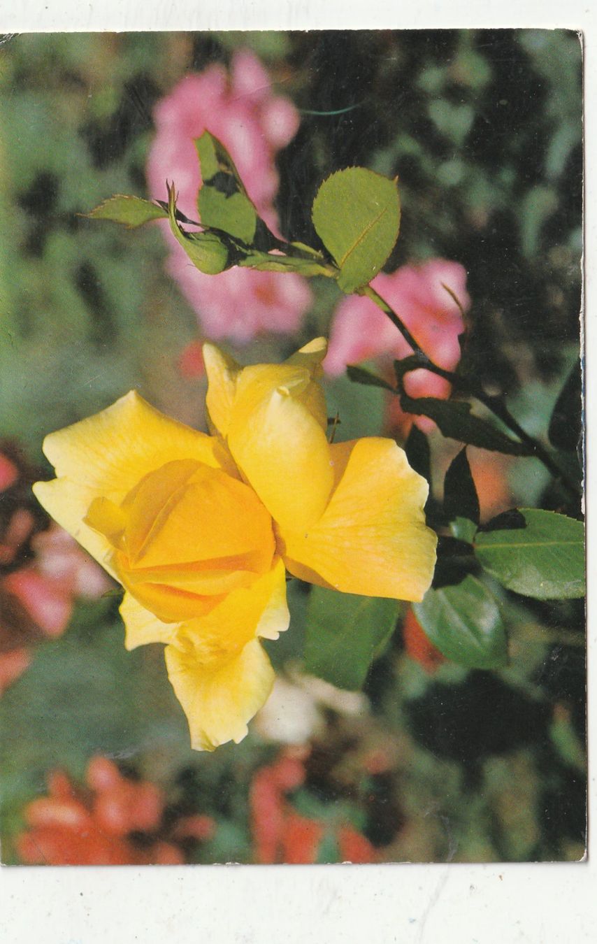 Cartoline postali: 10 Schöne Blumenkarten – Usato da Lumbrein venduto da made02 9