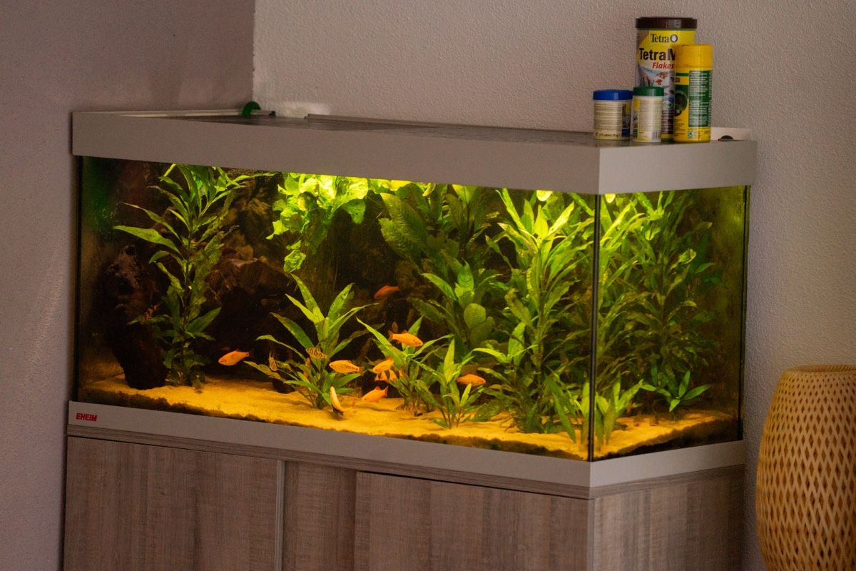 Aquarium: Aquarium 100x40x40 – Gebraucht aus Endingen von Pascal9898
