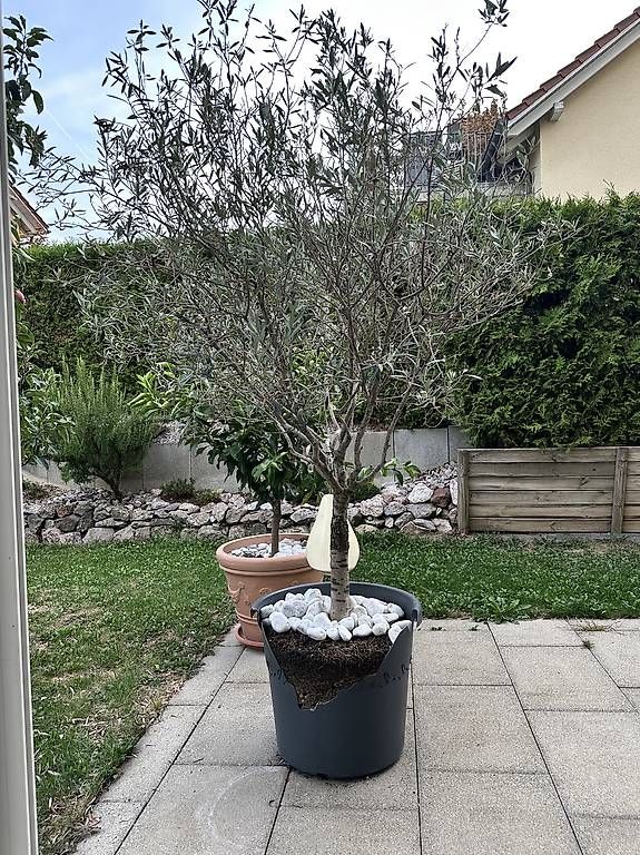 Piante & sementi: Olivenbaum – Usato da Würenlos venduto da Edoardo34 1