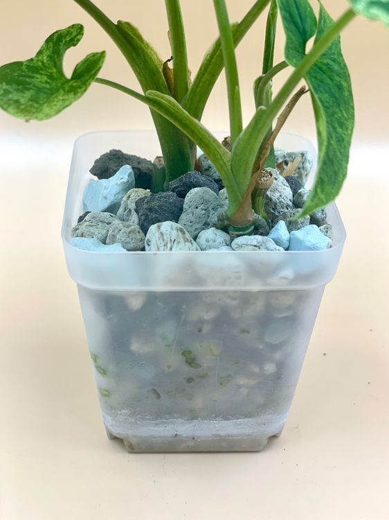 Piante & sementi: Syngonium mottled 'Mojito' – Nuovo (secondo la descrizione) da Zürich venduto da Leafscape 2