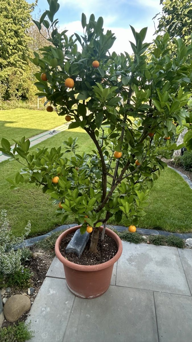 Piante & sementi: Mandarinenbaum ca. 1.5m – Usato da Altnau venduto da sim_9fvg