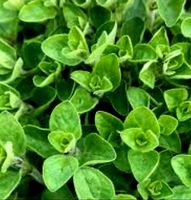 50 Samen Oregano Seeds  50 Graines Origan 50 Semi Origano