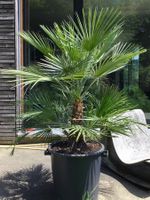 Original Sizilien Zwerg-Palme
