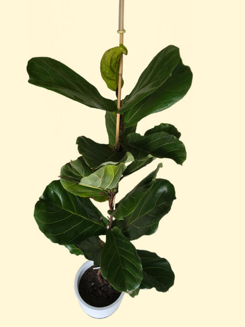 Piante & sementi: Ficus Lyrata - Geigenfeige – Usato da Aarburg venduto da Glitzerzauber 4