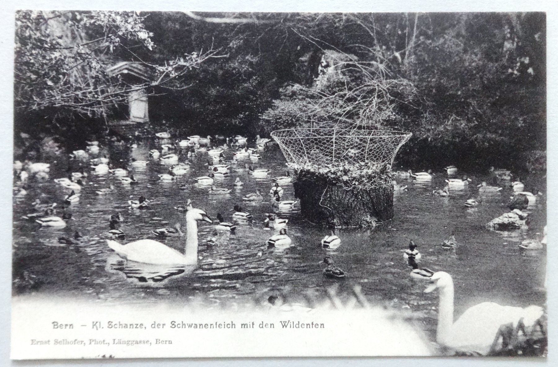 Cartoline postali: Kl. Schanze, der Schwanenfeich mit den Wilden – Usato da Fétigny venduto da Billy2miny