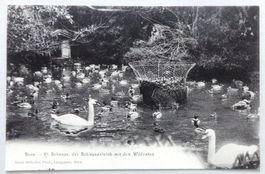 Kl. Schanze, der Schwanenfeich mit den Wilden