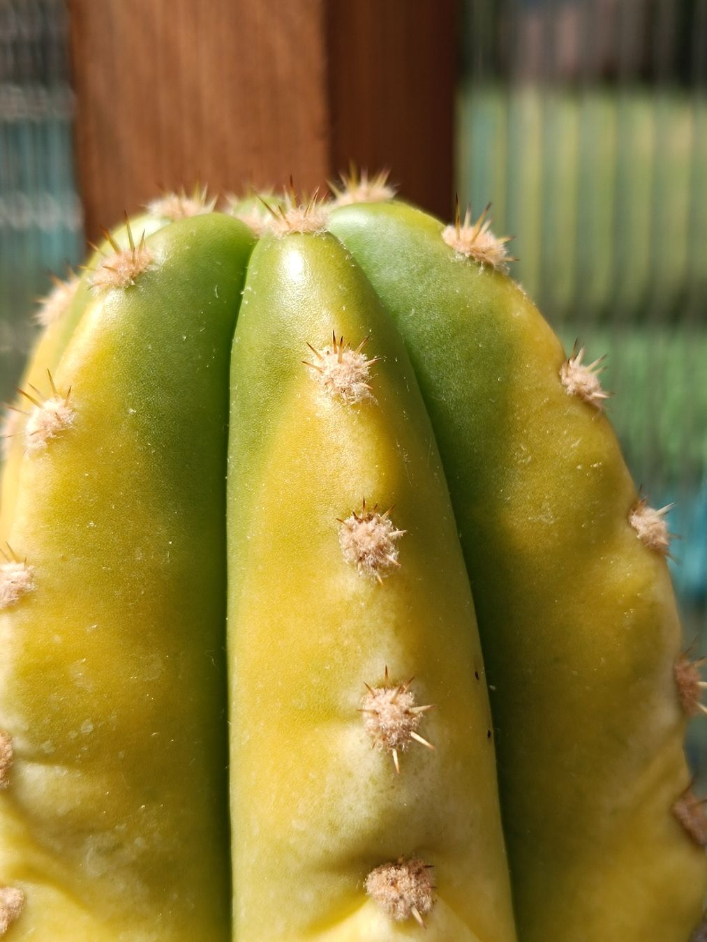 Piante & sementi: Trichocereus Pachanoi variegata Neon – Usato da Pâquier-Montbarry venduto da chr_7dmj 2