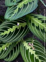 Maranta Leuconeura Lemon Lime - faszinierende Blattzeichnung