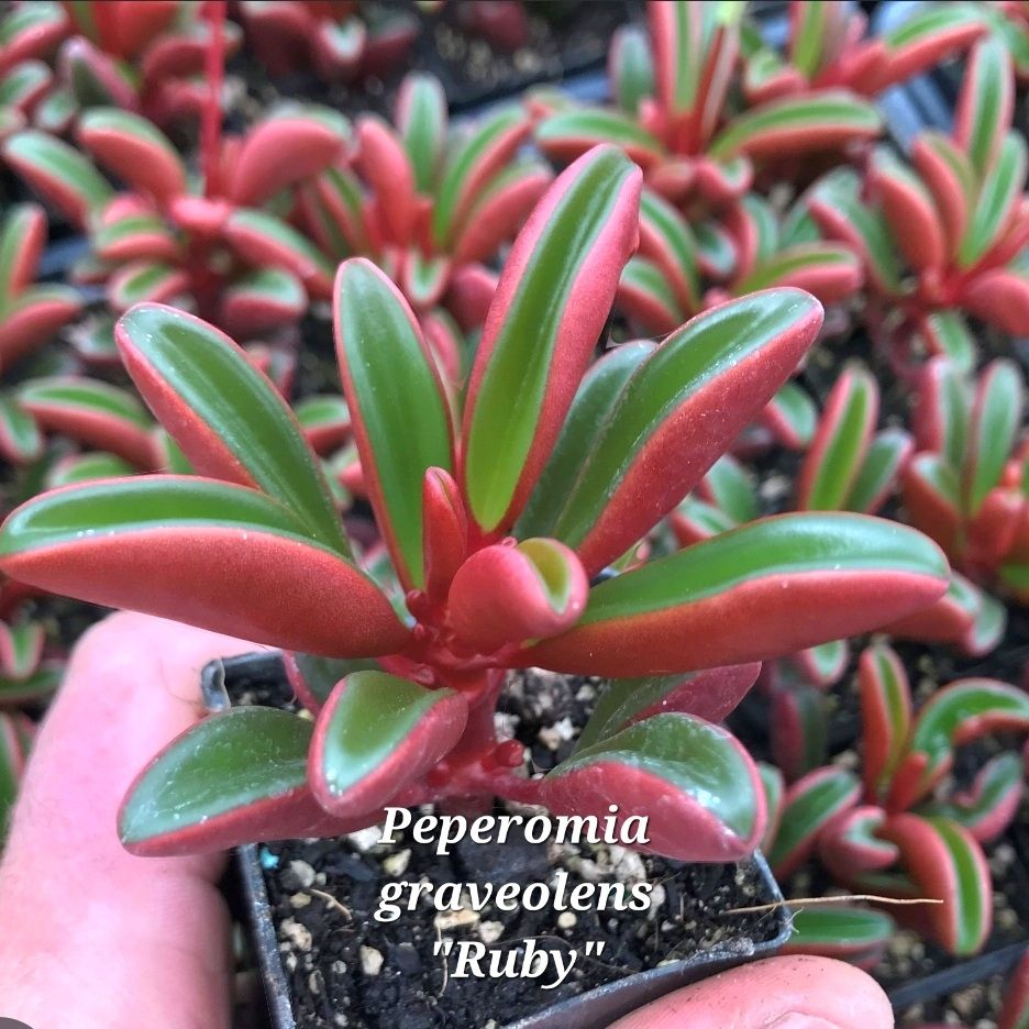 Piante & sementi: Peperomia graveolens 'Ruby' 🌿 – Nuovo (secondo la descrizione) da Zürich venduto da The_Plant_Wizard