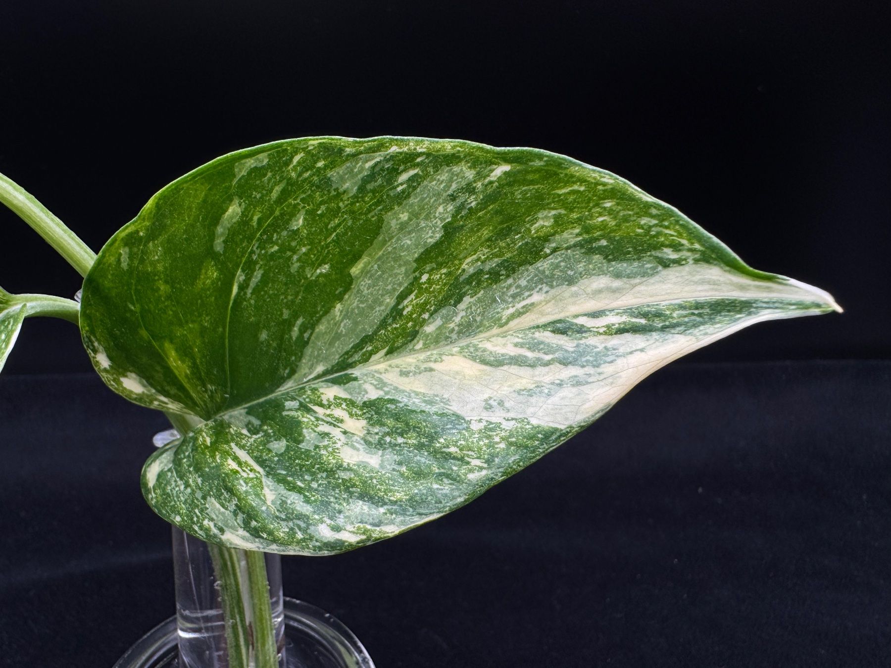 Plantes & graines: Epipremnum aureum 'Colorado Constellation' – Neuf (Voir description) à Bühler par googelibear 2