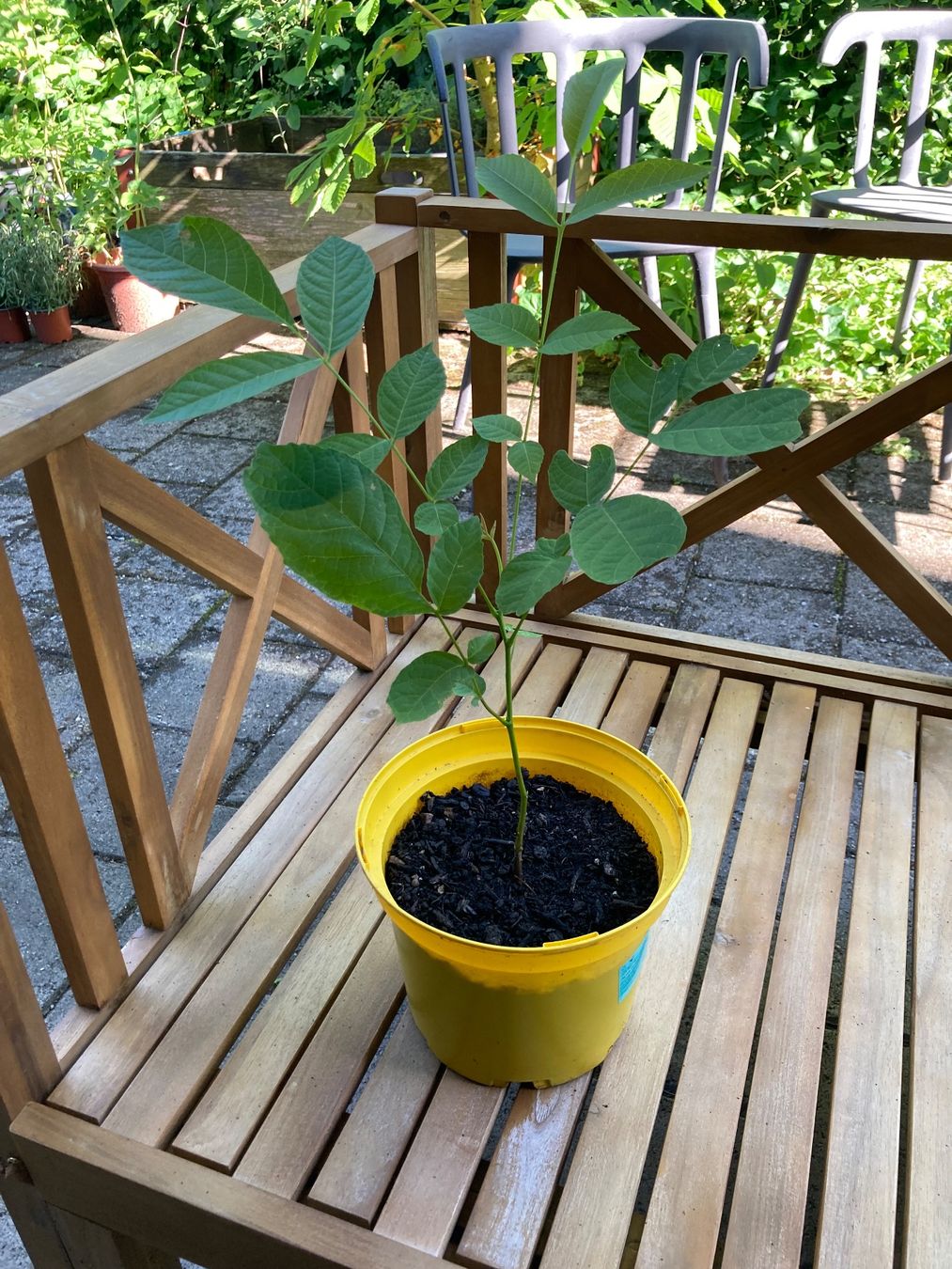 Plantes & graines: Walnussbaum Pflanze - 10 Monate alt – D'occasion à Zürich par aur_ydw6 1