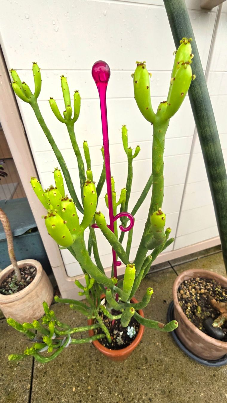 Pflanzen & Samen: Euphorbia leucodendron panaschiert – Neu (gemäss Beschreibung) aus Zürich von The_Plant_Wizard 3