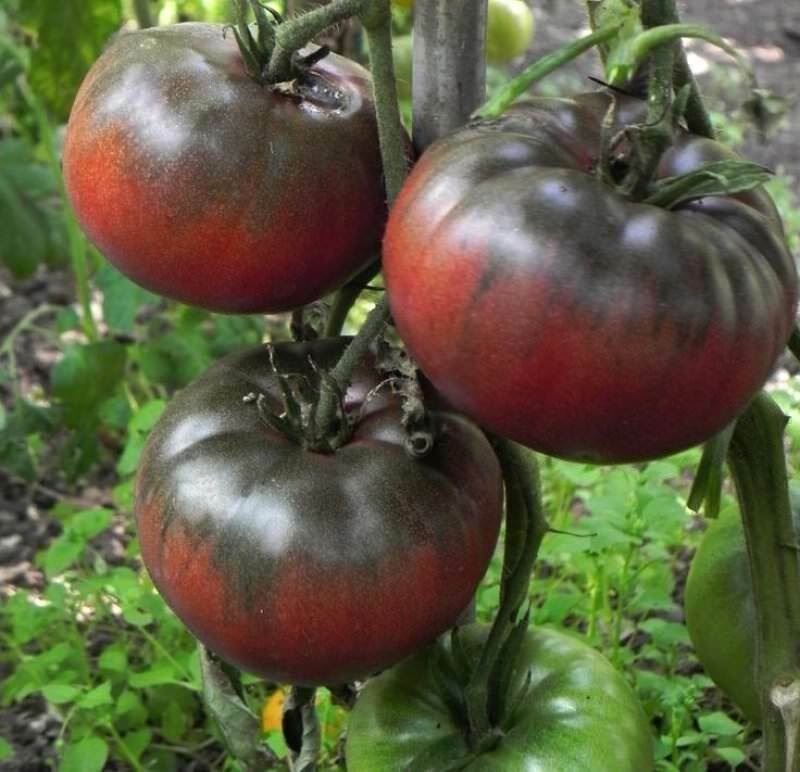 Piante & sementi: 50 Samen TOMATE BLACK RUSSIAN Alte Sorte – Nuovo (secondo la descrizione) da Ehrendingen venduto da VerveinaSamen 1
