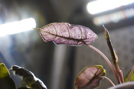 🌱 Alocasia pink dragon ‚stardust‘