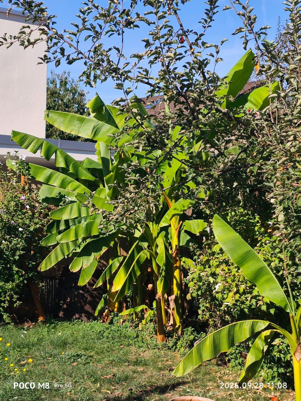 Piante & sementi: Bananenbaum im Topf ca.1.2m hoch – Usato da Buchs AG venduto da schwippschwapp 1