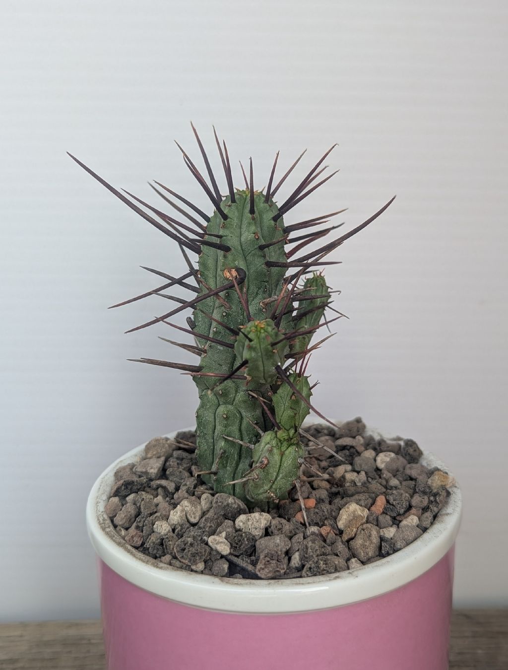 Piante & sementi: Euphorbia enopla  – Usato da Comano venduto da che_8lc2 1