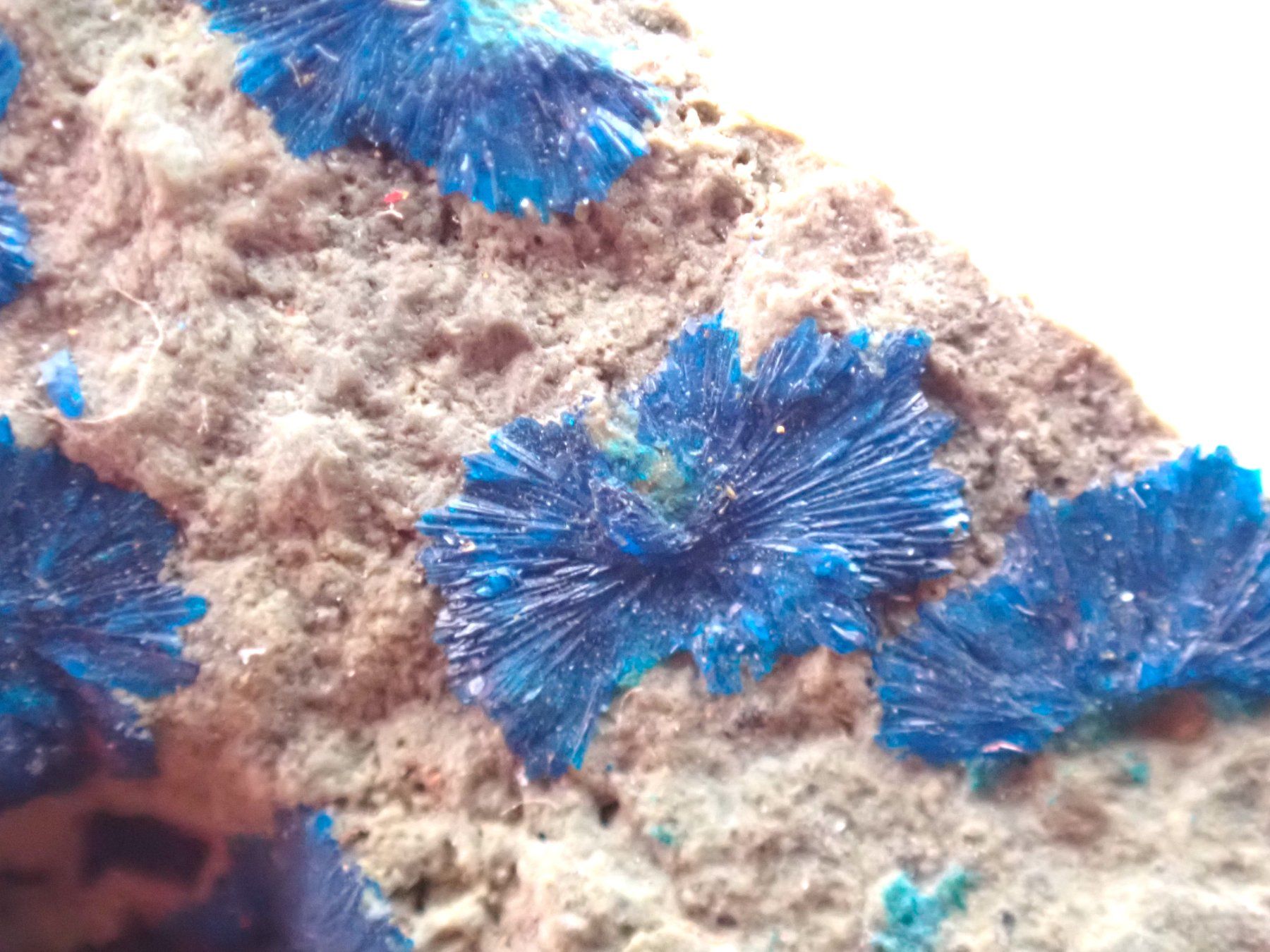Mineralien & Heilsteine: RaRe Cornetite - Congo – Gebraucht aus Figino von minshop