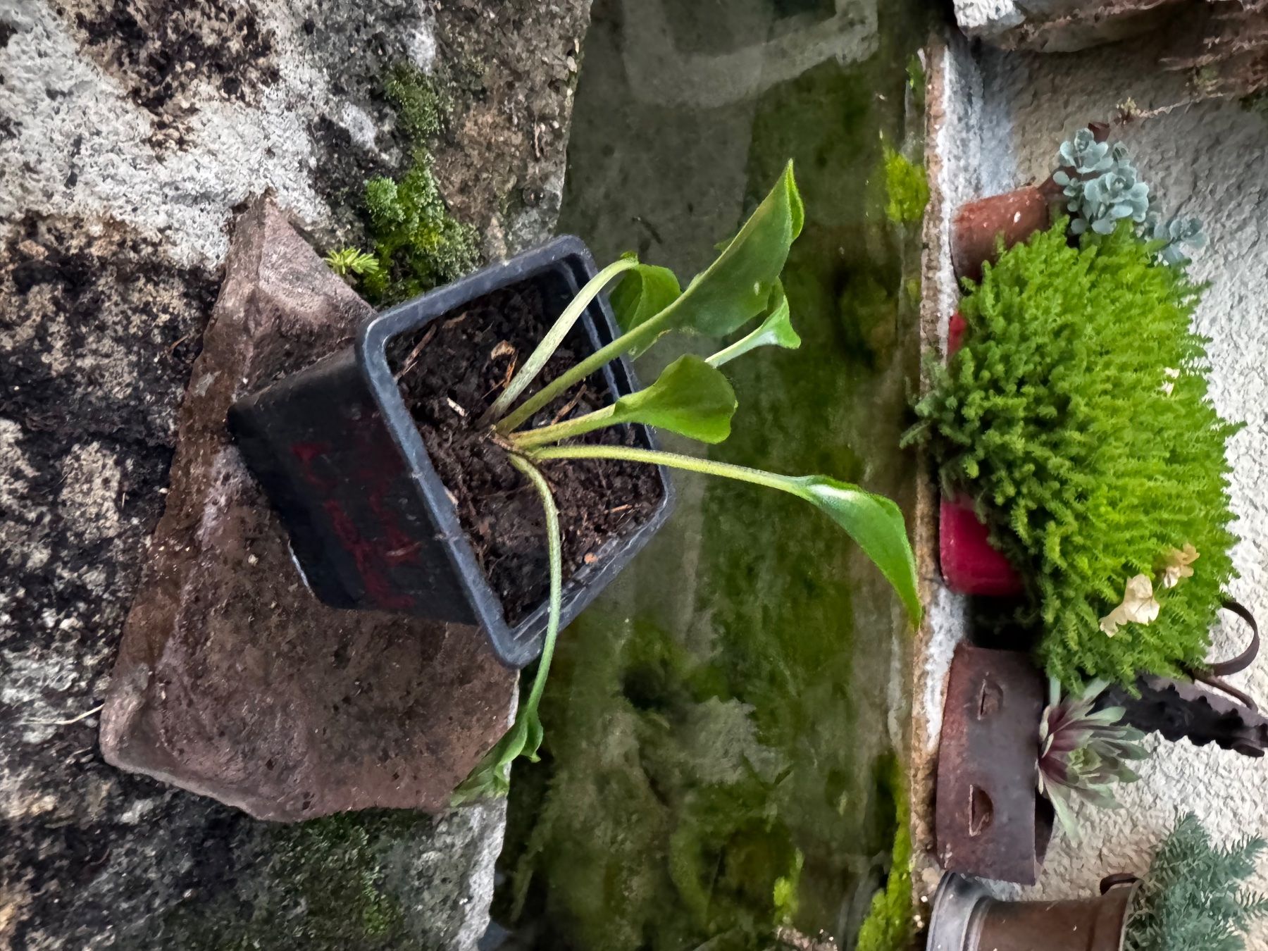 Pflanzen & Samen: Hosta Plug Nickel – Gebraucht aus Lajoux JU von Briard0 1
