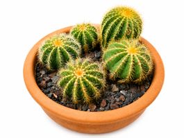 🌵 Wunderschöne Goldkugelkaktus-Gruppe im Terrakottatopf – P