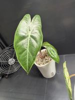 Alocasia pink dragon rizhom