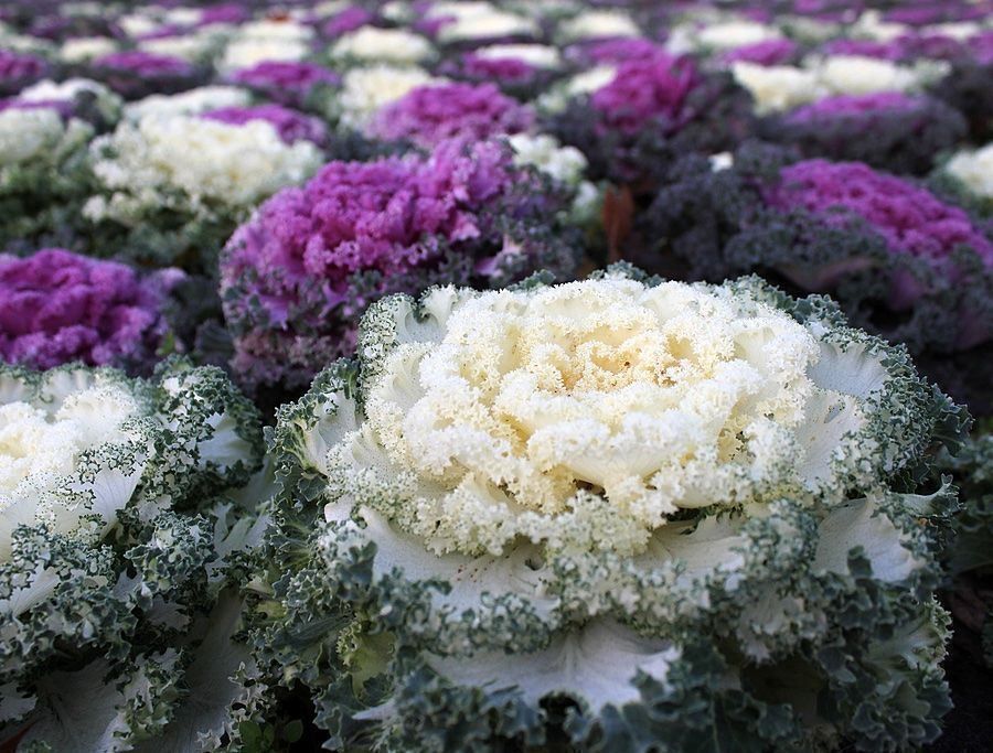 Piante & sementi: 30 Samen Blattkohl Ornamental – Usato da Ehrendingen venduto da VerveinaSamen 2