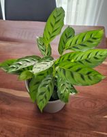Schöne Calathea-Zebrina Zimmerpflanze