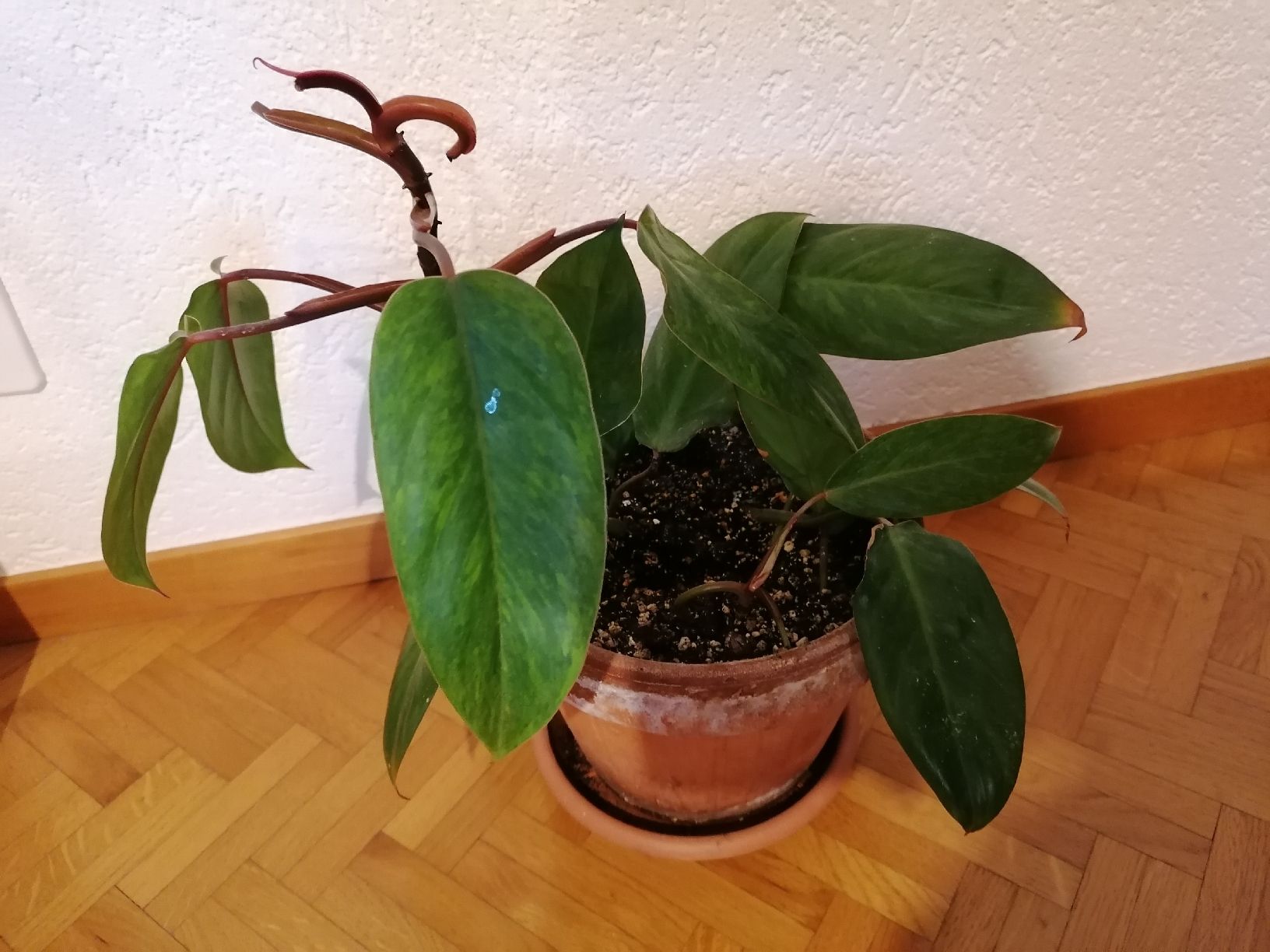 Pflanzen & Samen: Philodendron Painted Lady – Neu (gemäss Beschreibung) aus Le Mont-Pèlerin von dundun1 1