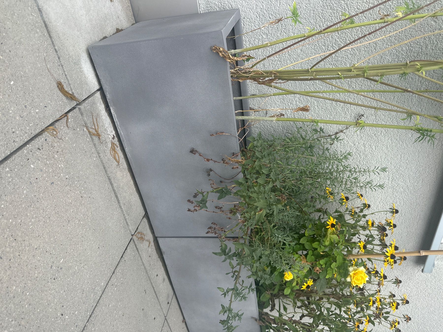 Pots de fleurs: 2 Blumentöpfe – D'occasion à Buchs ZH par jil_p79h 2