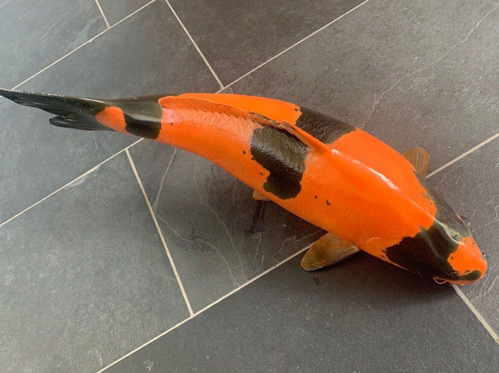 Statuette: Koi Fisch - Model aus Polyester - Einzelanfertigung – Nuovo (secondo la descrizione) da Gurmels venduto da topsommer