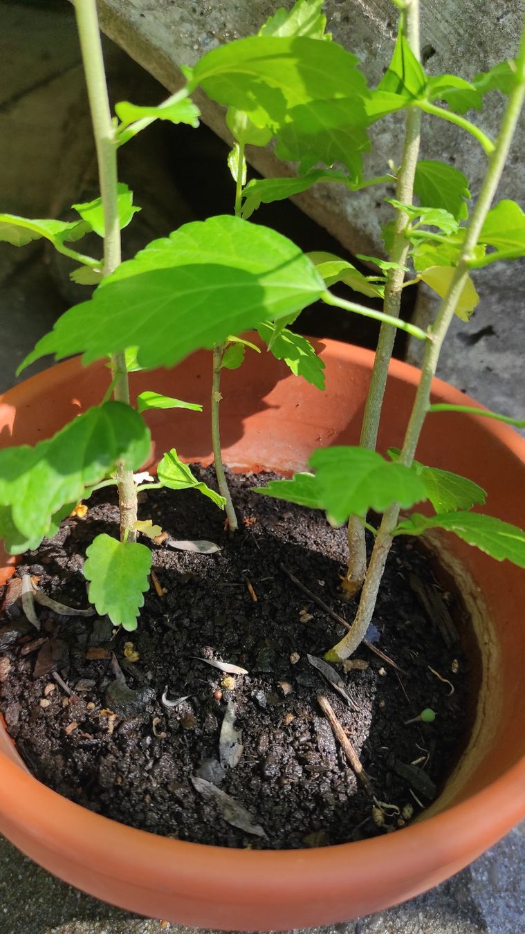 Piante & sementi: Hibiskus, ca. 1-jährig, 8 Stk. – Usato da Baar venduto da Cooltango 3