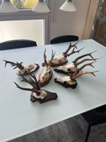6 interessante Rehböcke, Trophäen, Präparat, Geweih, Jagd