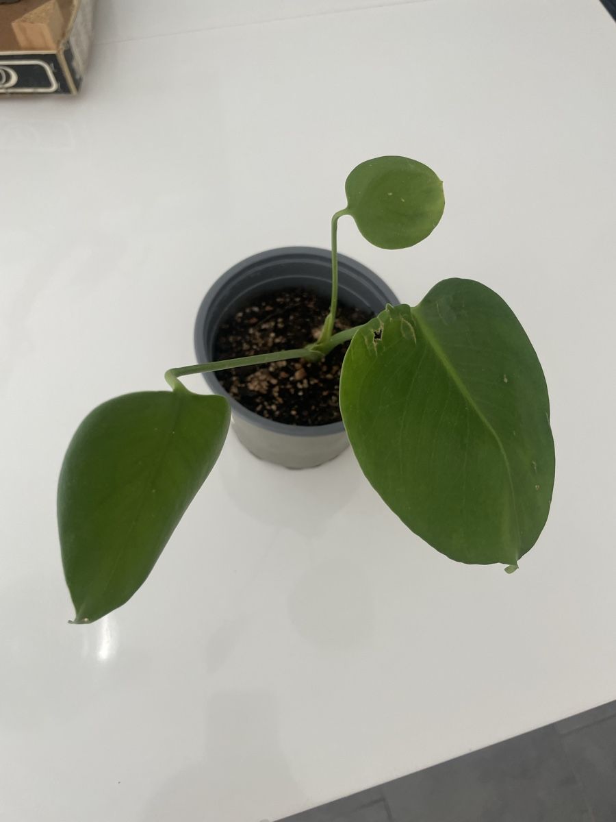 Pflanzen & Samen: Baby monstera – Gebraucht aus Bern von adr_62mn