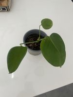 Baby monstera