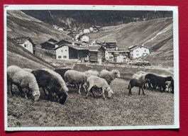 AK SJV INVALIDENFÜRSORGE SCHAFE MEERKÄMPER DAVOS ZÜRICH 1930
