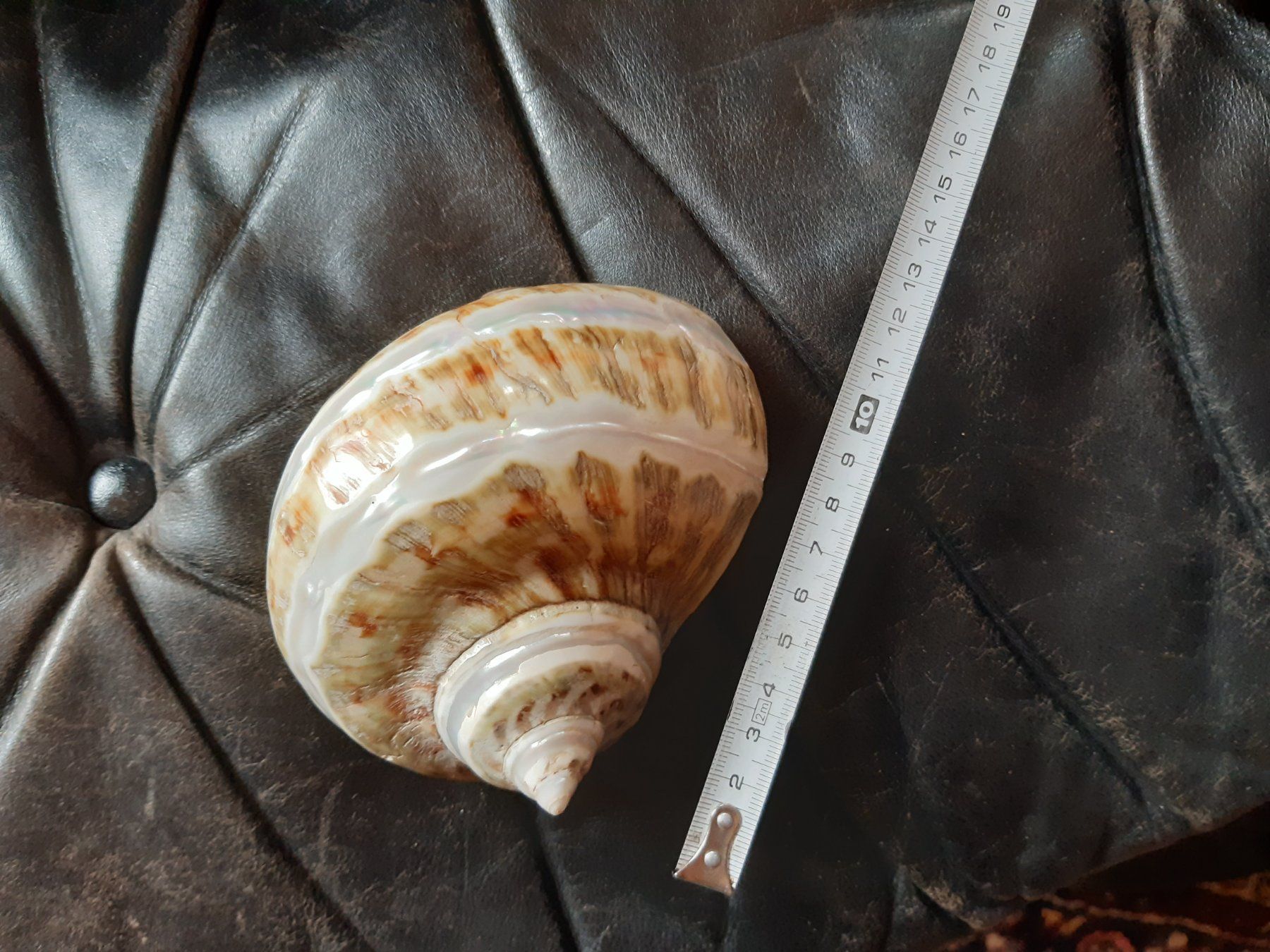 Altre raccolte & rarità: Spezielle Schnecke – Usato da Flawil venduto da Uncristalized 4