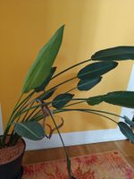Paradiesvogelblume (Strelitzia reginae) gross