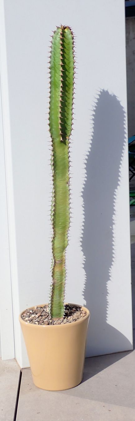 Pflanzen & Samen: Euphorbia canariensis – Gebraucht aus Comano von che_8lc2