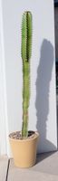 Euphorbia canariensis