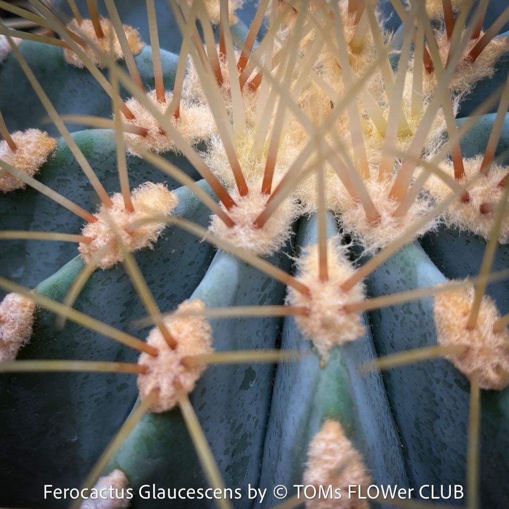Piante & sementi: Ferocactus Glaucescens - "Blue Barrel Cactus" - einzigartig – Nuovo e nell'imballaggio originale da Adliswil venduto da astom369 2
