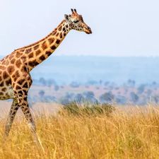 Profile image of Giraffe2013