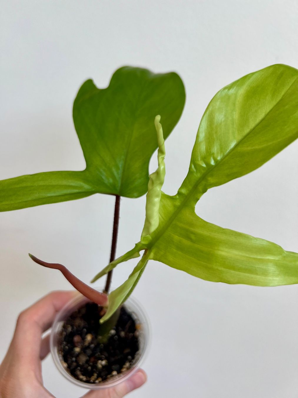 Plantes & graines: 🔥Philodendron Florida Ghost – D'occasion à Glattpark(Opfikon) par ste_n99y 1