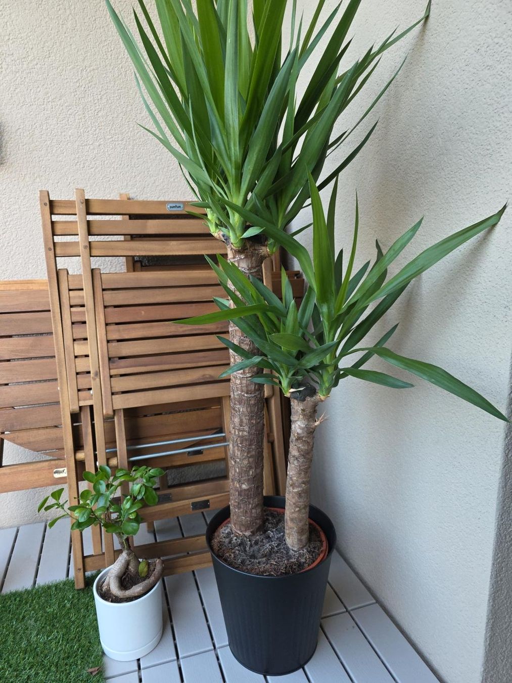 Plantes & graines: Yucca und Bonsai – D'occasion à Düdingen par anemone27