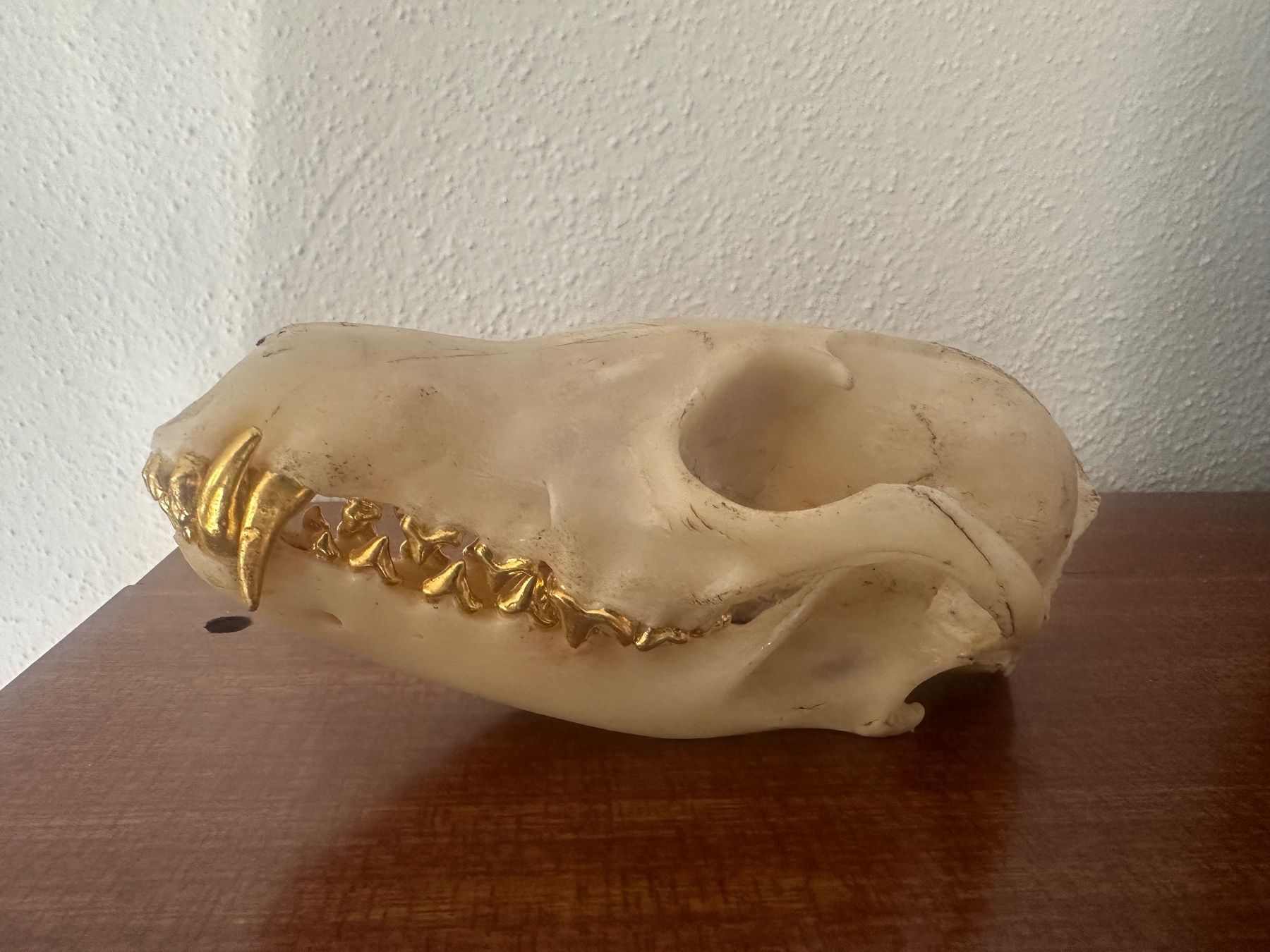 Il mondo degli animali: Fuchschädel mit goldigen Zähnen – Usato da Bussnang venduto da Tatzfatz 3