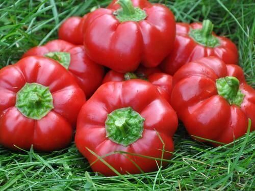 Piante & sementi: 50 Samen Gemüsepaprika TOPEPO ROSSO – Nuovo (secondo la descrizione) da Ehrendingen venduto da VerveinaSamen 9